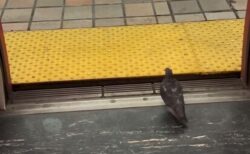 地下鉄の車内にいたハト、ドアから普通に歩いて降りていく【動画】