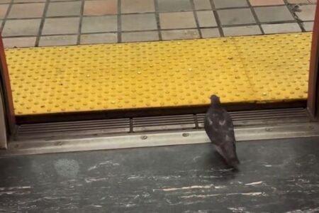 地下鉄の車内にいたハト、ドアから普通に歩いて降りていく【動画】