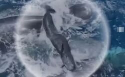 メスのマッコウクジラが出産、仲間が手助けする貴重な映像を撮影【動画】