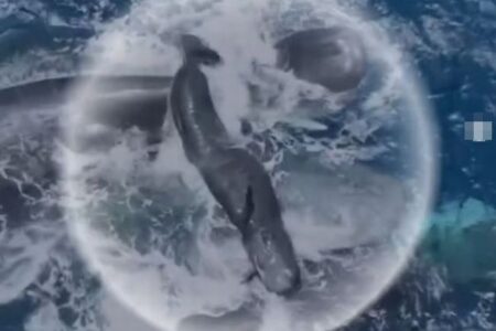 メスのマッコウクジラが出産、仲間が手助けする貴重な映像を撮影【動画】