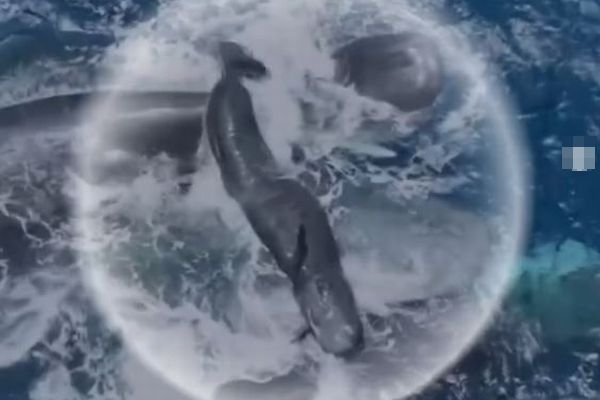 メスのマッコウクジラが出産、仲間が手助けする貴重な映像を撮影【動画】