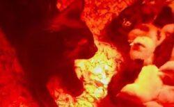 農場で飼育されたネコがヒヨコたちに寄り添う、意外な様子を撮影【動画】