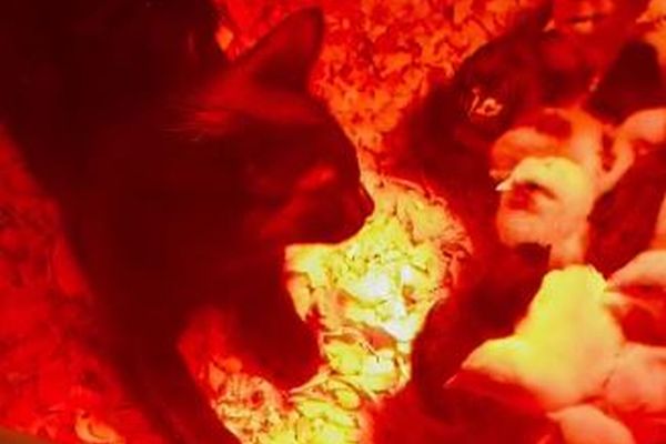 農場で飼育されたネコがヒヨコたちに寄り添う、意外な様子を撮影【動画】