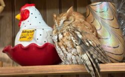 NY州の骨董店の棚で、フクロウがうたた寝