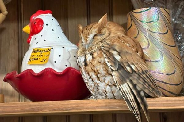 NY州の骨董店の棚で、フクロウがうたた寝