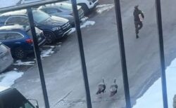 宅急便の配達員、野生の七面鳥に追われながら、急いで郵便物を届ける【動画】