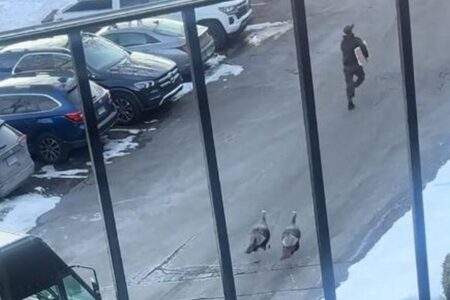 宅急便の配達員、野生の七面鳥に追われながら、急いで郵便物を届ける【動画】