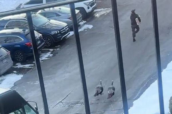 宅急便の配達員、野生の七面鳥に追われながら、急いで郵便物を届ける【動画】