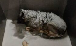 -20℃で凍える犬に毛布を掛けた配達員を即解雇、ピザ大手に非難殺到【ロシア】