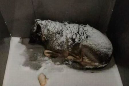 -20℃で凍える犬に毛布を掛けた配達員を即解雇、ピザ大手に非難殺到【ロシア】