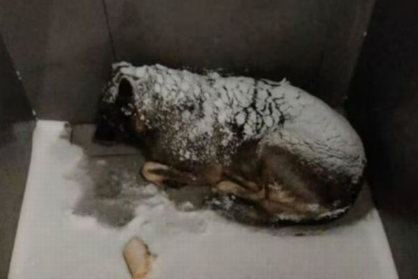 -20℃で凍える犬に毛布を掛けた配達員を即解雇、ピザ大手に非難殺到【ロシア】