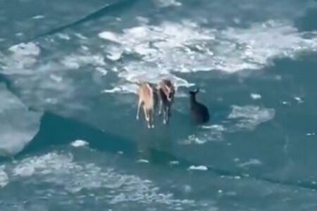 川の氷の上に3頭のシカ、流されていく姿に人々も驚く【動画】