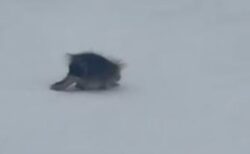 米のスキー場にヤマアラシが出現、のんびりとゲレンデを横切る【動画】