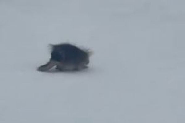 米のスキー場にヤマアラシが出現、のんびりとゲレンデを横切る【動画】