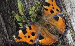 英で絶滅した蝶が復活、目撃例が多数寄せられる