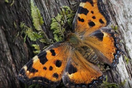 英で絶滅した蝶が復活、目撃例が多数寄せられる