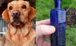 飼い犬が、19世紀に起きた殺人事件の証拠を発見か？【イギリス】