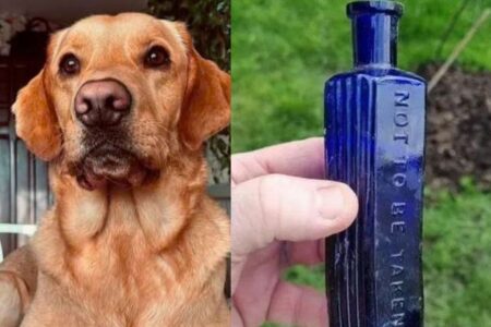 飼い犬が、19世紀に起きた殺人事件の証拠を発見か？【イギリス】