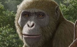 1800万年前の謎めいた類人猿の化石、エジプトで発見