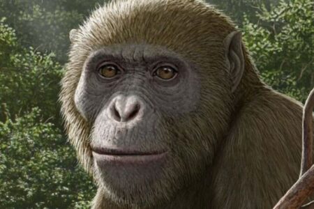 1800万年前の謎めいた類人猿の化石、エジプトで発見
