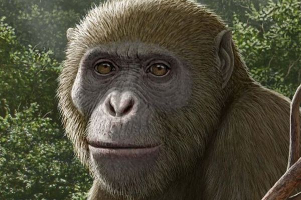 1800万年前の謎めいた類人猿の化石、エジプトで発見