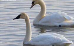 ニューヨーク市に珍しい白鳥が飛来、目撃例は初めて【動画】