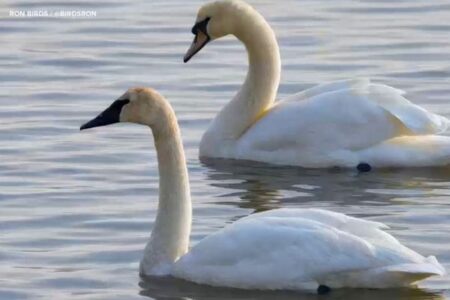 ニューヨーク市に珍しい白鳥が飛来、目撃例は初めて【動画】
