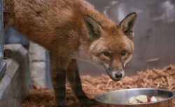 英から船で密航してきたキツネ、NY市の動物園で保護