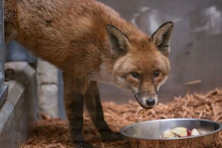 英から船で密航してきたキツネ、NY市の動物園で保護