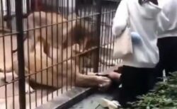 中国の動物園で、ライオンが檻越しに少女を襲撃、危機一髪【動画】