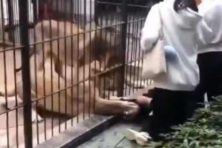 中国の動物園で、ライオンが檻越しに少女を襲撃、危機一髪【動画】