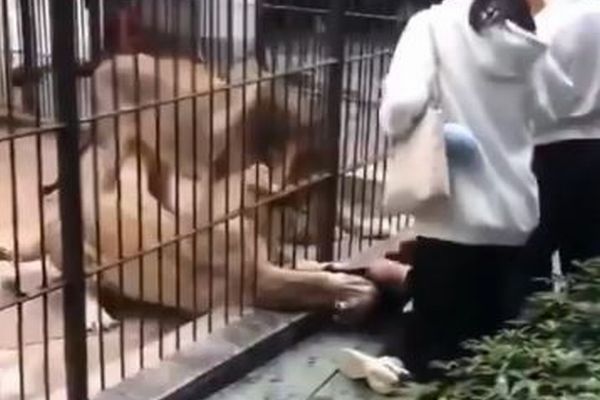 中国の動物園で、ライオンが檻越しに少女を襲撃、危機一髪【動画】