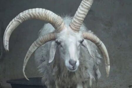 中国の動物園で暮らす4本角の羊、地元で人気を博す