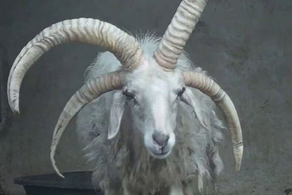 中国の動物園で暮らす4本角の羊、地元で人気を博す