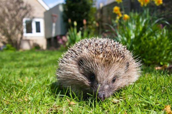 ハリネズミが超音波を聞き取れることが判明、事故死の対策に希望