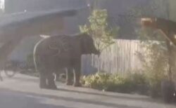 米の動物園で、檻の中から高齢のゾウが脱走