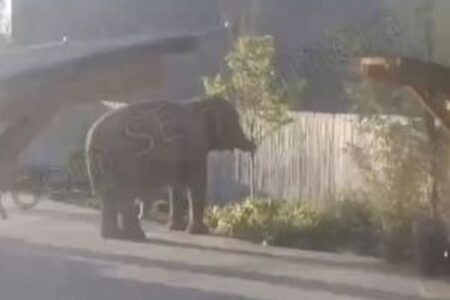 米の動物園で、檻の中から高齢のゾウが脱走