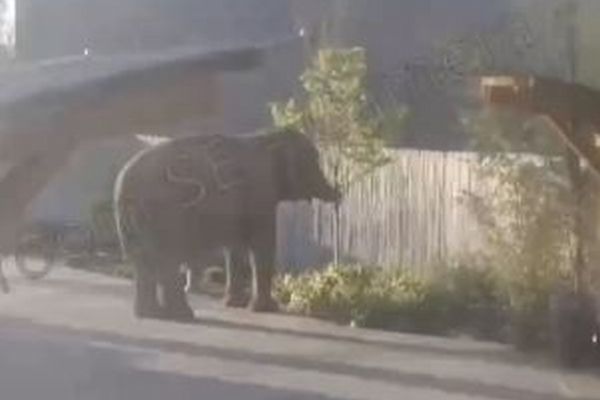 米の動物園で、檻の中から高齢のゾウが脱走