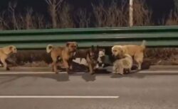 中国で盗まれた7匹の犬、脱走して長い道のりを歩き、家路につく