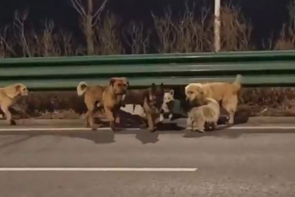 中国で盗まれた7匹の犬、脱走して長い道のりを歩き、家路につく