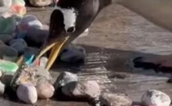 動物園でペンギンたちにプレゼント、カラフルな小石を巣に持ち帰る【動画】
