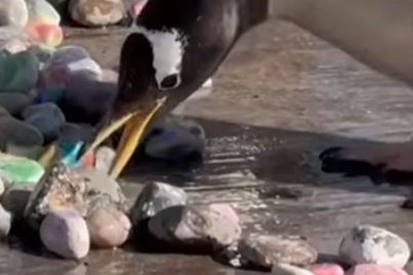 動物園でペンギンたちにプレゼント、カラフルな小石を巣に持ち帰る【動画】