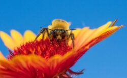 マルハナバチの女王が、1週間以上も水中で生き続けられる仕組みを解明