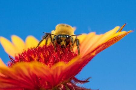 マルハナバチの女王が、1週間以上も水中で生き続けられる仕組みを解明