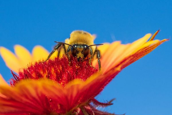 マルハナバチの女王が、1週間以上も水中で生き続けられる仕組みを解明