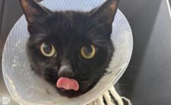 ネコが26本のヘアゴムを飲み込み、緊急手術で安楽死を免れる