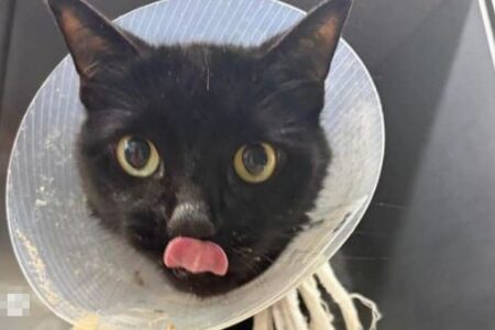 ネコが26本のヘアゴムを飲み込み、緊急手術で安楽死を免れる