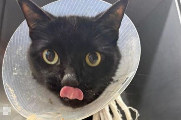 ネコが26本のヘアゴムを飲み込み、緊急手術で安楽死を免れる