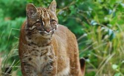 タイの森の中で、稀少な「アジアンゴールデンキャット」を撮影