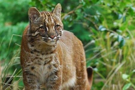 タイの森の中で、稀少な「アジアンゴールデンキャット」を撮影